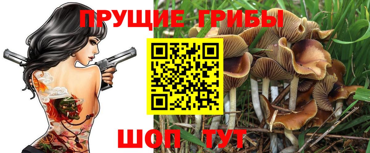 Псилоцибиновые грибы Psilocybine cubensis Сертолово