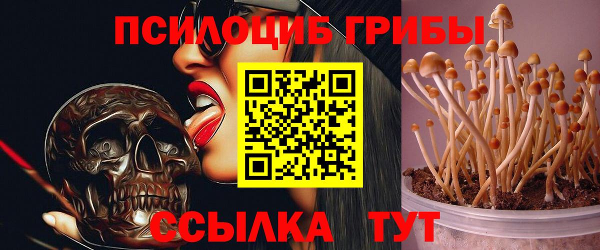 Галлюциногенные грибы Psilocybine cubensis  Вход с VPN  Галлюциногенные грибы Psilocybe  наркошоп  Сертолово 